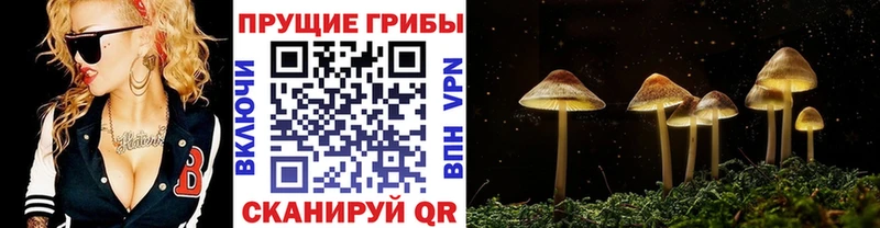 Псилоцибиновые грибы Psilocybe  где можно купить наркотик  Краснотурьинск 